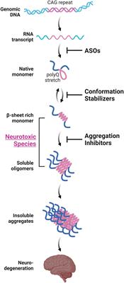 Protein Aggregation Inhibitors as Disease-Modifying Therapies for Polyglutamine Diseases